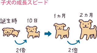 子犬に与える食事 フードの選び方 ７ １５ 教えて犬ノート 犬のお悩みスッキリ解決 ペットライン